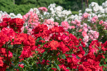 薔薇　プレシャス