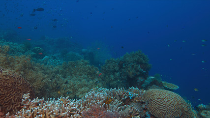 Colorful coral reef with healthy corals and plenty fish.
