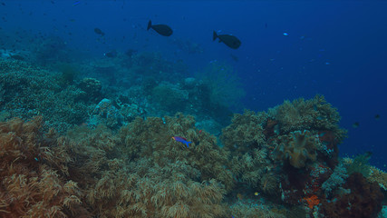 Colorful coral reef with healthy corals and plenty fish.