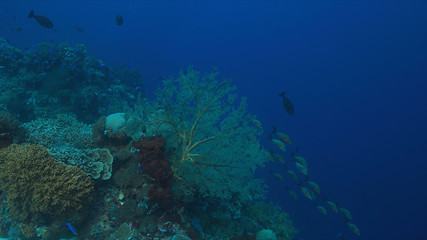 Colorful coral reef with healthy corals and plenty fish.