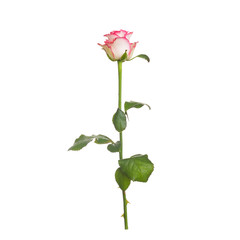 Single beige rose with a pink strip