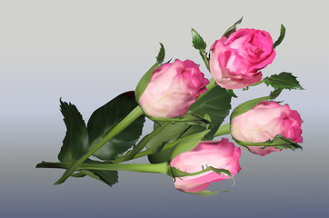 four pink roses on grey background