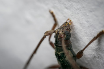 Brown and black longhorn beetle on a wall