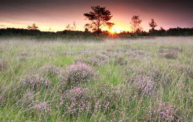 Obraz na płótnie Canvas purple sunrise over marsh with heather