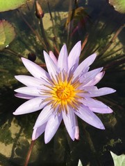 Closeup A purple  lotus flower centerd with yellow pollens in the  water. Top view.