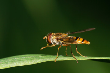 Close-up of a young flower fly Syrphidae on a narrow leaf