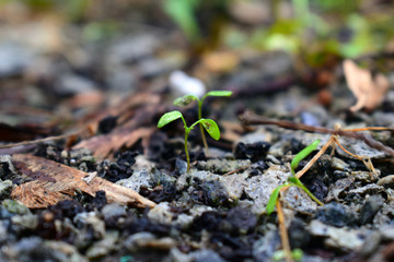  Awakening of nature after a long sleep