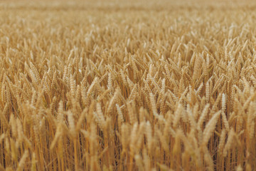 A Field Of Wheat