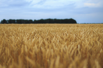 A Field Of Wheat