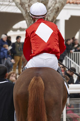 Race horse with jockey ready to run. Paddock area.