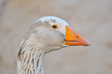 Domestic Goose on a farm. Close up image of a goose head
