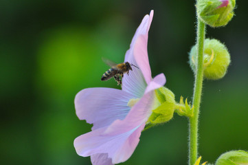 Honey bee flies near to a wildflower. Bee feeding and pollinate flowers in garden