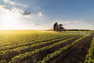 Naklejka premium Tractor spraying pesticides on soybean field