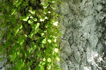 Green Leaves with Concrete Wall.
