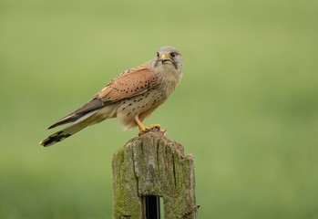 Male Kestrel on post