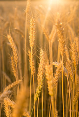 Fototapeta premium Ears of wheat growing on the field