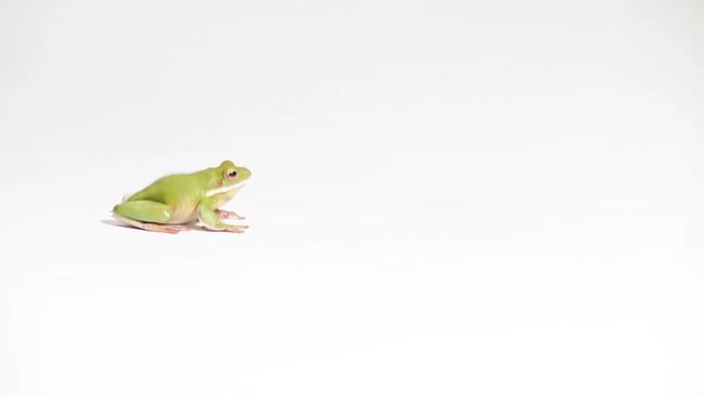 Frosch spingt in das Bild und aus dem Bild Studioaufnahme