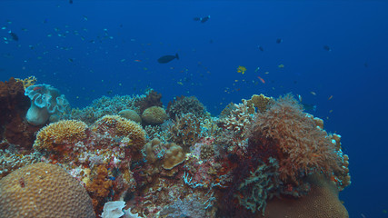Colorful coral reef with healthy corals and plenty fish.