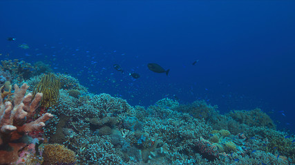 Fototapeta na wymiar Colorful coral reef with healthy corals and plenty fish.