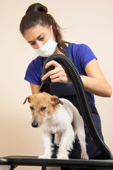 The groomer uses a hair dryer to dry dog.