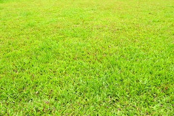 Grass Field Background.