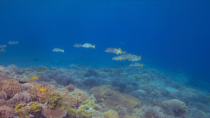 Naklejka na ściany i meble Coral reef with Diagonal Banded Sweetlips and healthy hard corals. 
