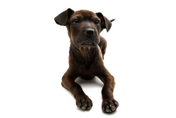 Obraz premium Brown dog terrier