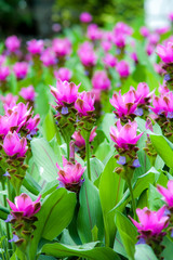 flower garden Curcuma sessilis.