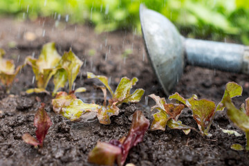 Lettuce plant in the field and farmer  is watering it;   seedlings in the farmer's garden , agriculture, plant and life concept (soft focus, narrow depth of field)