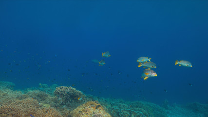 Fototapeta na wymiar Coral reef with Diagonal Banded Sweetlips and healthy hard corals. 