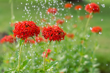 Maltese cross flowers under raindrops  blooming in the green background , horticulture and the flower planting concept