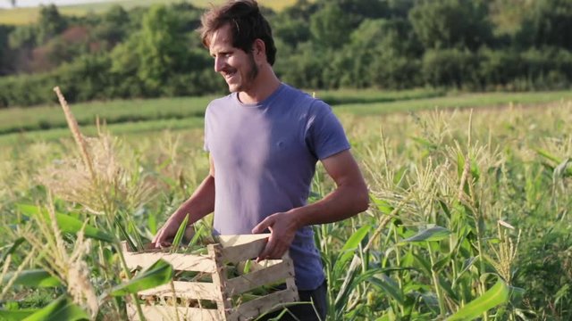 Farmer walking on the field with a wooden box and looking ripe sweetcorn