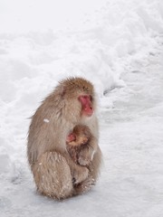 Mother Japanese macaque 'snow monkey' cuddling her baby in the cold near hot spring onsen at Jigokudani Monkey Park, Nagano prefecture, Japan.