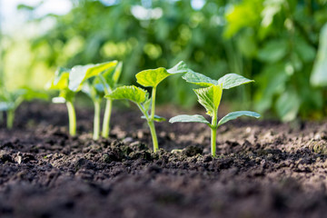 Cucumber sprouts in the field ,   seedlings in the farmer's garden , agriculture, plant and life concept (soft focus, narrow depth of field)