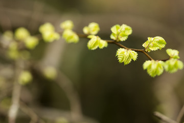 ケヤキの芽吹き