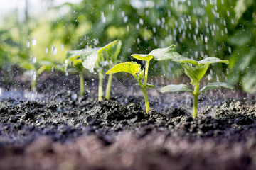 Cucumber sprouts in the field and farmer  is watering it;   seedlings in the farmer's garden ,...
