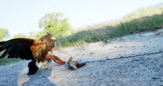 Falcon feeding on a piece of meat in a grassland
