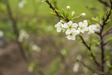 白いスモモの花