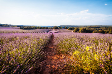 Fototapeta na wymiar Beautiful image of lavender fields. Summer sunset landscape
