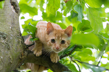 cute cat on a tree
