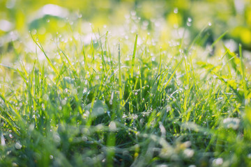 Greed grass in a dew. Close up shot with selective focus and beautiful natural bokeh.  Blur background and Fog in the fields.