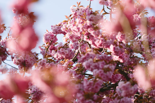 Kirschbl&uuml;te in Magdeburg, Deutschland