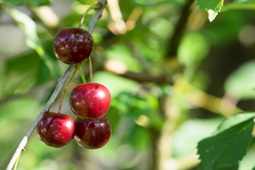 rote Sauerkirschen hängen am Kirschbaum