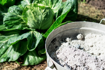 Pot with ashes in the farmers  field of cabbages, organic protection from pests concept