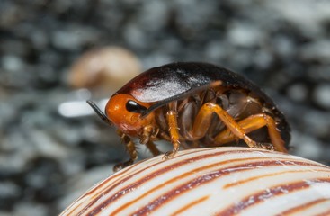 ●Suborder Blattodea, order Dictyoptera: many genera and species, including the common cockroach...