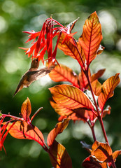 Fuchsia and Allen's Hummingbird 3760 - 165049053