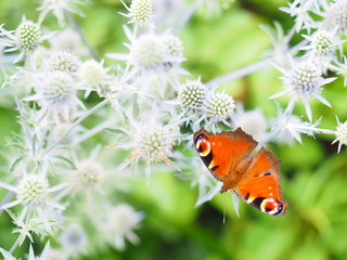 綺麗なクジャクチョウ