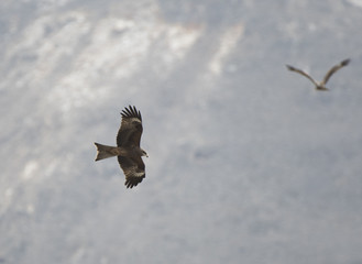 Black eared Kite