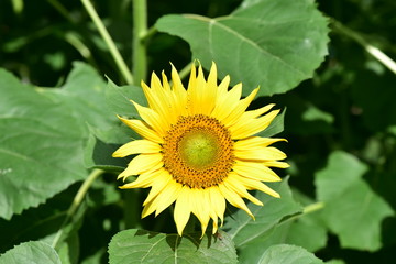 Obraz premium ひまわり