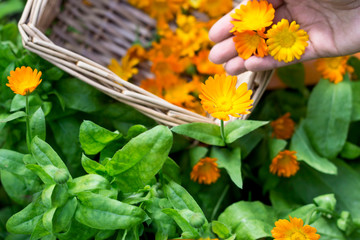 Woman picks marigold (calendula) in her garden,  worker prepares herbs for drying , healthcare concept 
